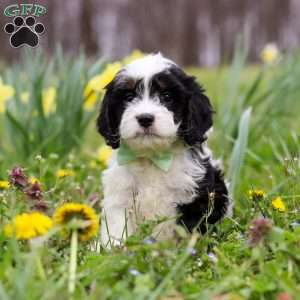 Nacho, Cavapoo Puppy